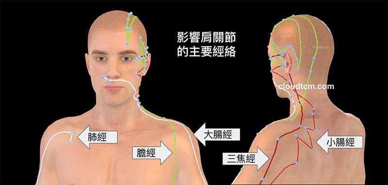 影響肩關節的主要經絡是肺經、大腸經、小腸經、三焦經與膽經