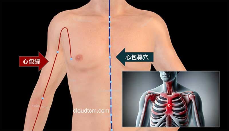 胸骨與心包經、任脈密切相關
