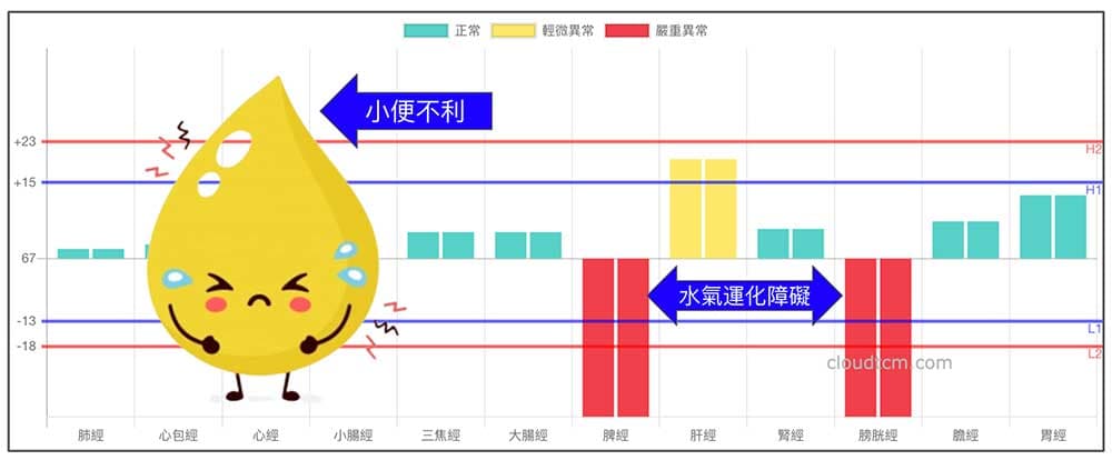 膀胱經與脾經連動性高，牽動體內水氣運作