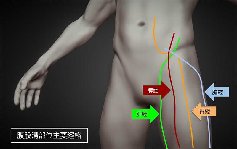 通過腹股溝部位主要是肝經、脾經、膽經與胃經