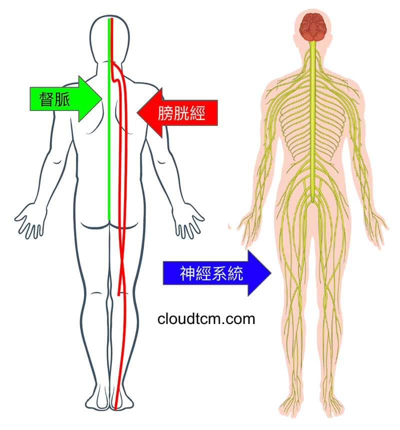 膀胱經與督脈氣血不足