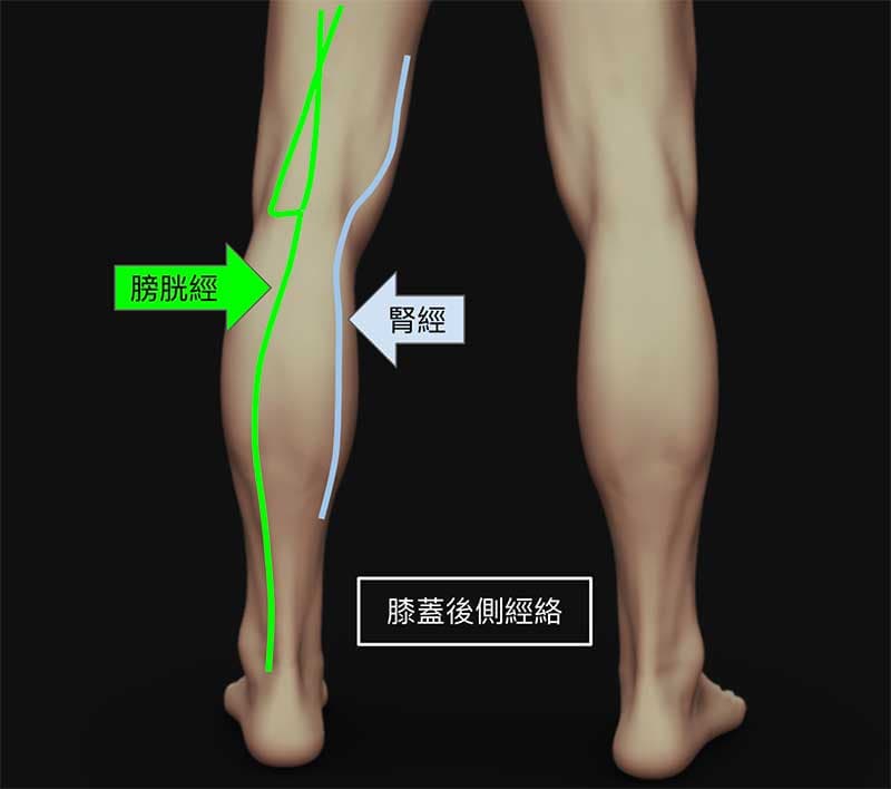 影響後側膝蓋的經絡主要是膀胱經與腎經