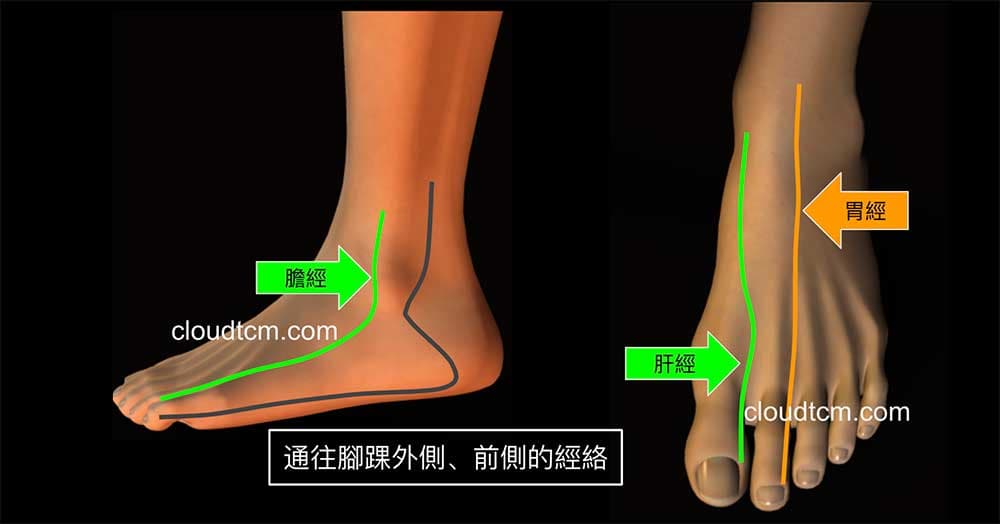 通往腳踝外側、前側的經絡主要是膽經、膀胱經、胃經與肝經