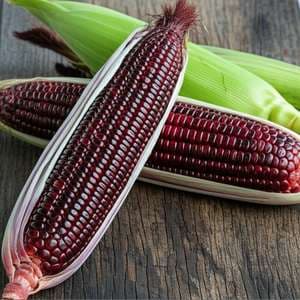 紫玉米