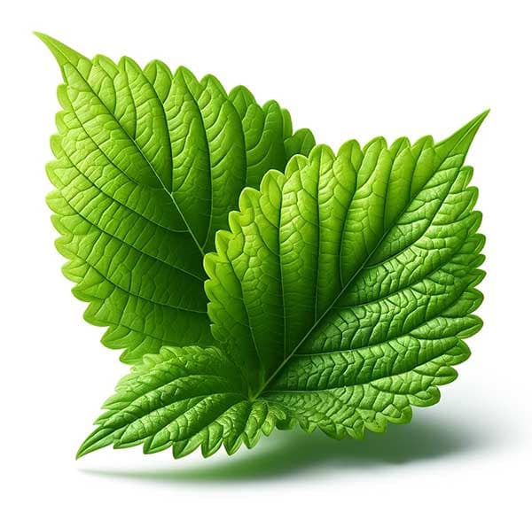 紫蘇葉泡茶可改善腸胃型感冒