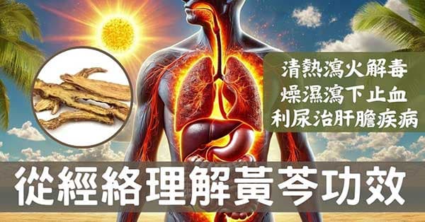 從經絡數據角度,探討「黃芩」的5種強大應用!