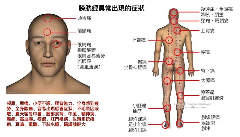 膀胱經異常時經常出現的症狀與疾病