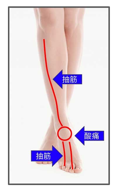膽胃經虛證造成小腿前側、腳踝與腳趾抽筋