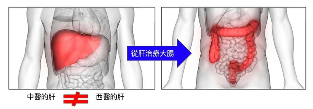 中醫經常從肝下手治療大腸的疾病