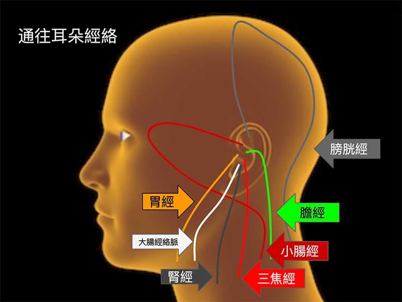 通往耳朵的經絡總共6條經脈，1條絡脈