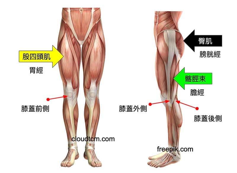 影響膝蓋前、外與後側疼痛的肌肉群