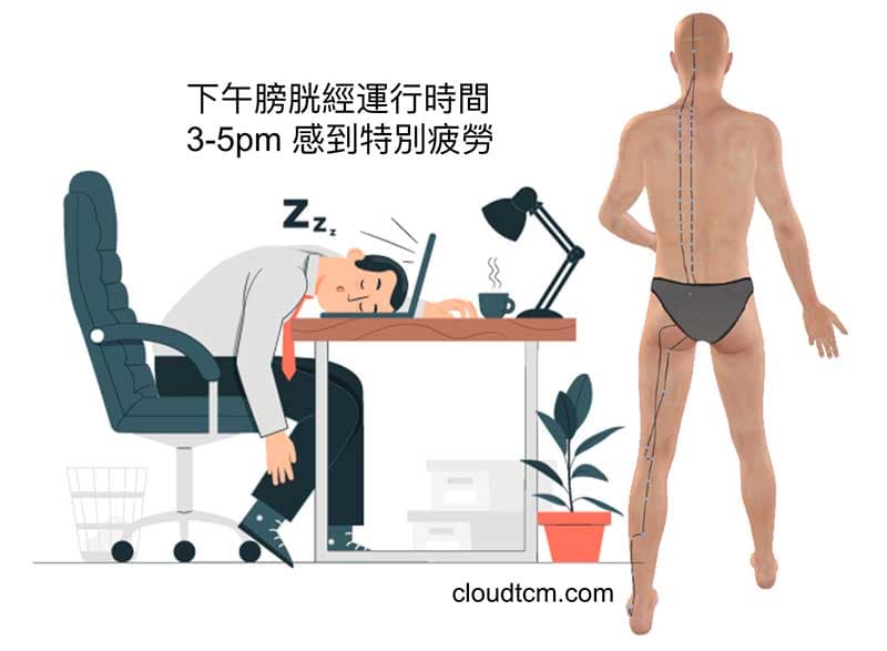 有些人在下午膀胱經運行的時間特別疲勞