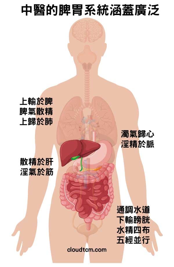 中醫的脾胃系統涵蓋廣泛