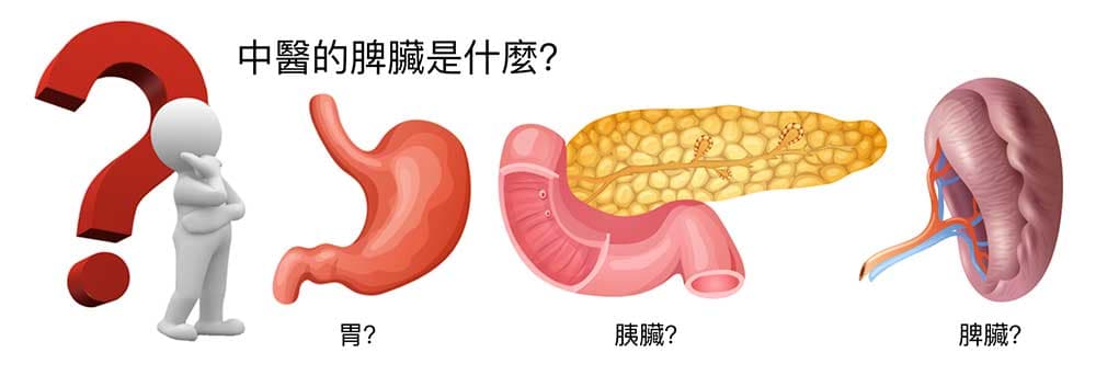 中醫的脾臟是一個謎