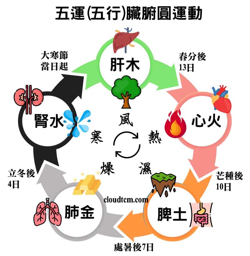 五運(五行)臟腑圓運動