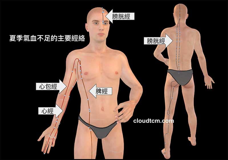 夏季容易出現氣血不足的主要經絡