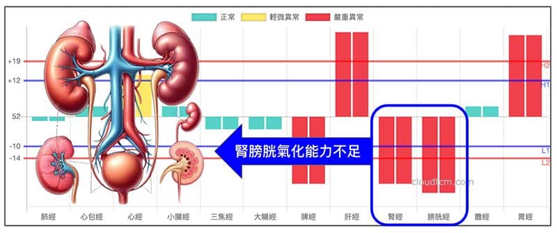 春夏期間很容易出現腎經、膀胱經氣化能力不足現象