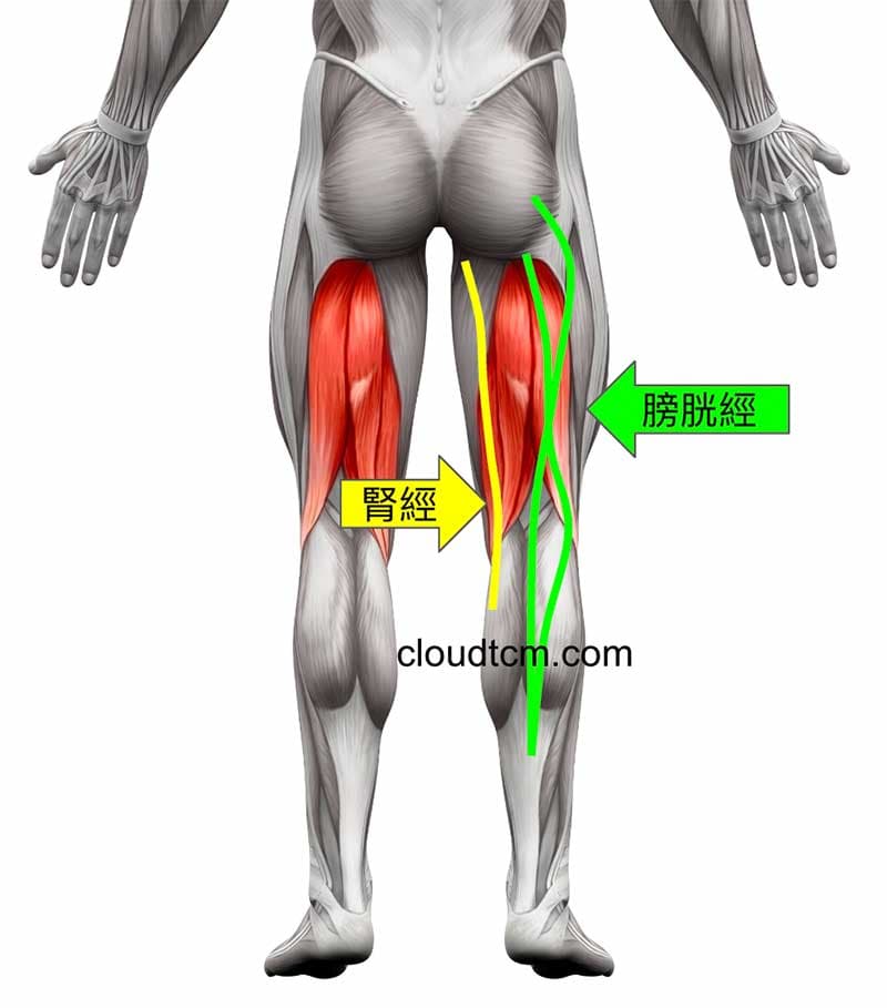 大腿後側痛主要與腎經、膀胱經相關