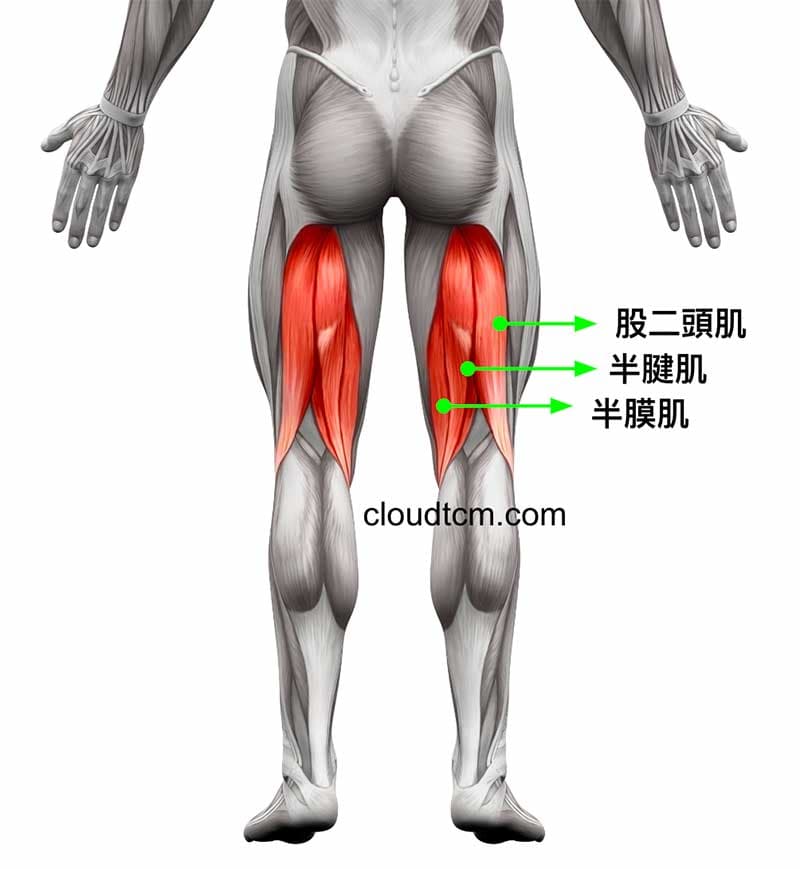 位於大腿後側的主要肌肉