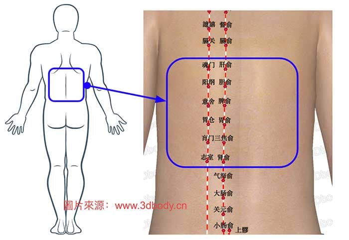 春夏季節最常見的背痛部位