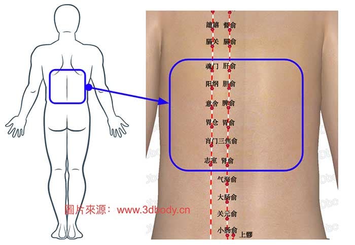 常見背痛的俞穴