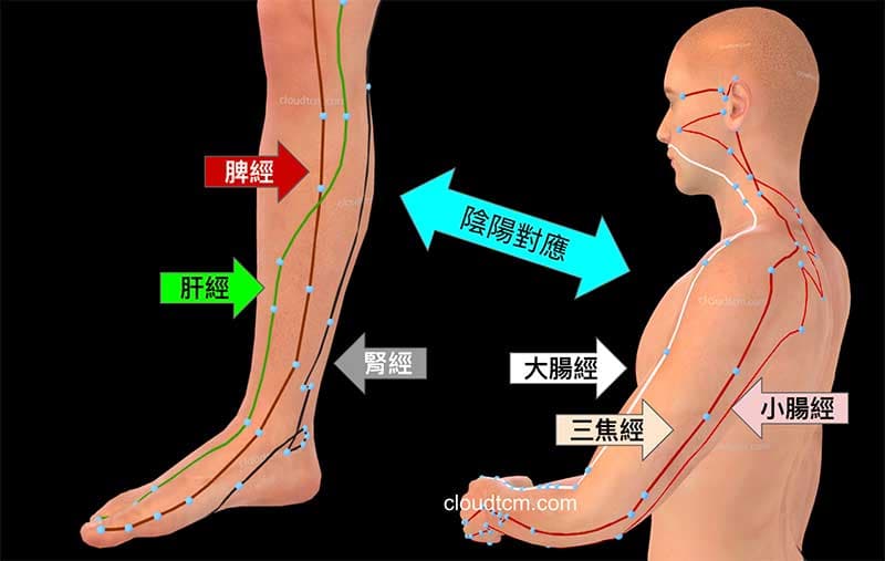透過陰陽對應，腳部的經絡穴道可改善肩頸疾病