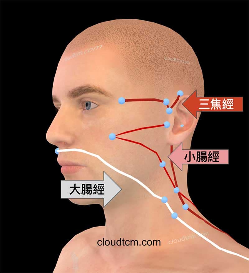 手三陽經與腦部的發展密切相關