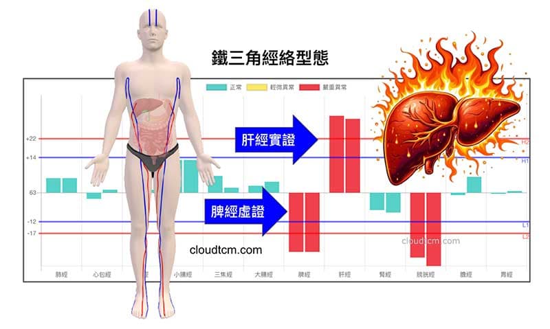 現代人常見的鐵三角經絡型態,源自於肝臟與肝經