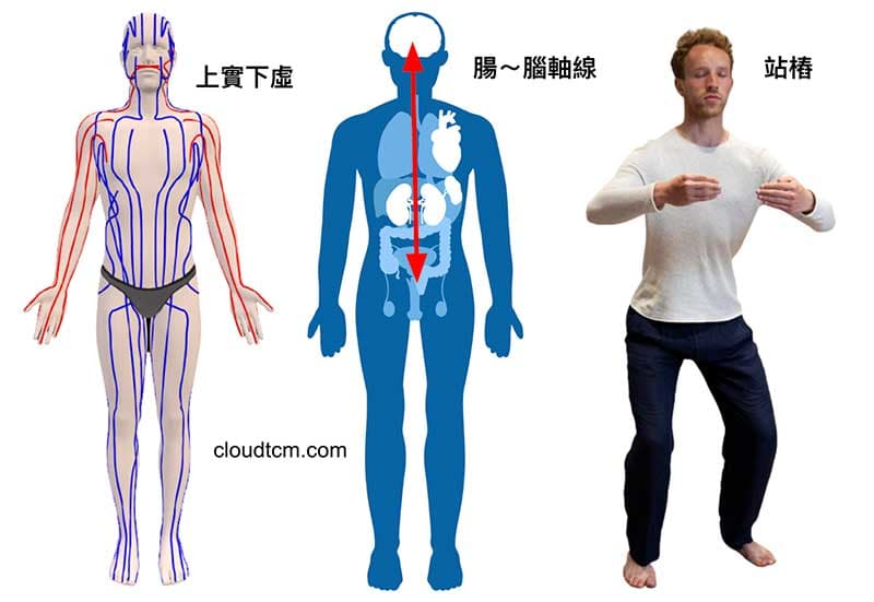 站樁可以改善上實下虛,腸腦軸線氣血阻塞