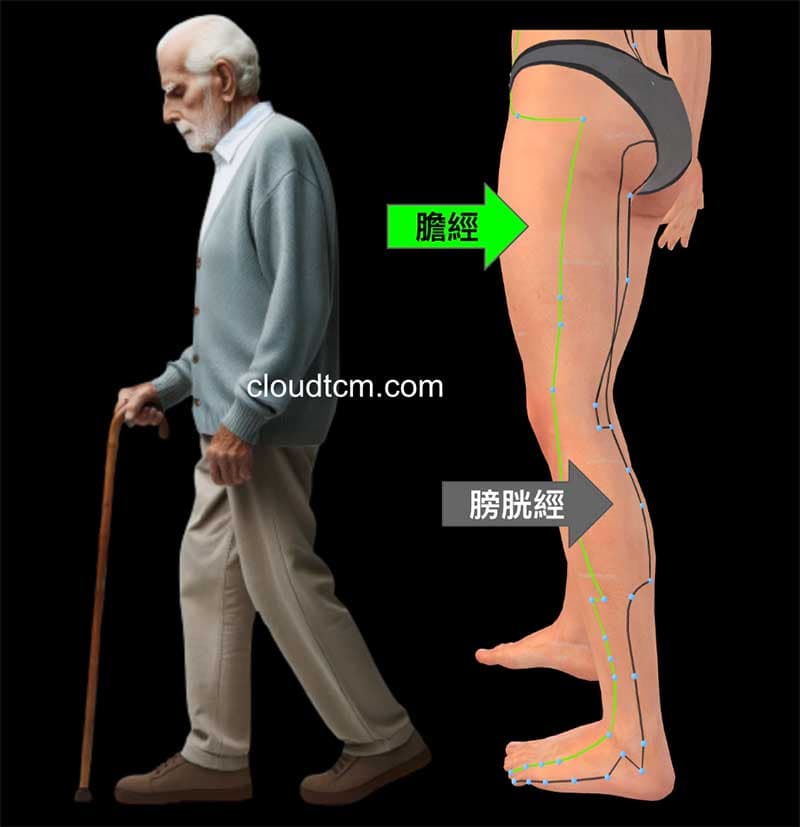 中老年人的腰腿痛，經常源自於膽經、膀胱經