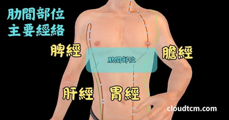 通過肋間的主要經絡是肝經、膽經、脾經、胃經
