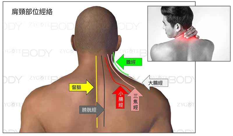 通往肩頸部位主要有六條經絡