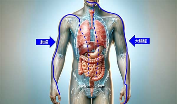 「肺經」與「大腸經」運行路線幾乎重疊