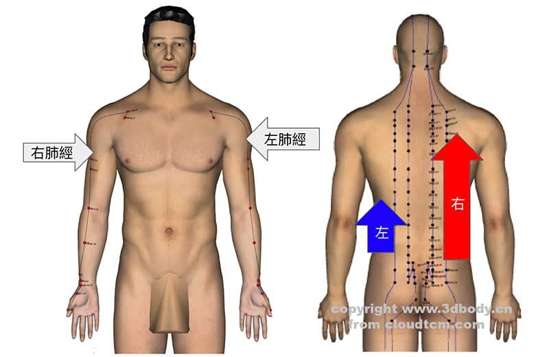人體的經絡有兩條，左邊右邊個一條