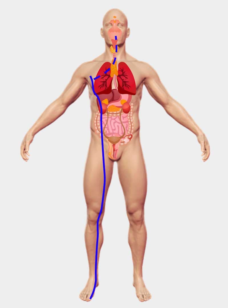 中醫的脾臟包含一系列的臟象功能，透過經絡來聯繫