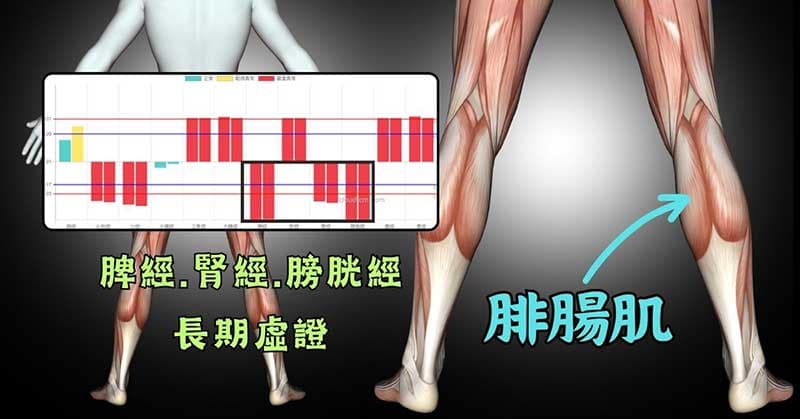 現代人脾經、腎經與膀胱經阻塞嚴重,需要放鬆小腿肌肉