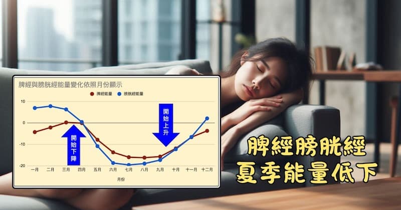 整個夏季期間,脾經與膀胱經能量低下
