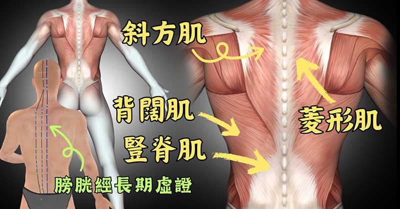 疏通膀胱經位於背後的肌肉群