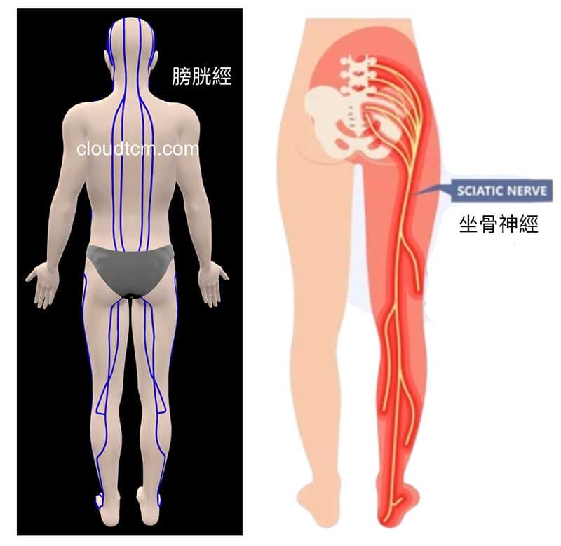 膀胱經與坐骨神經密切相關