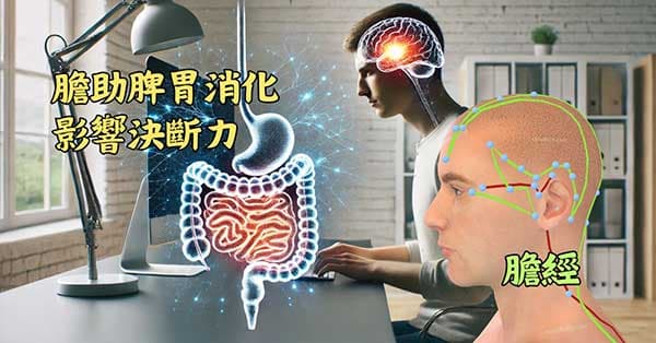膽影響消化系統,進而影響決斷力