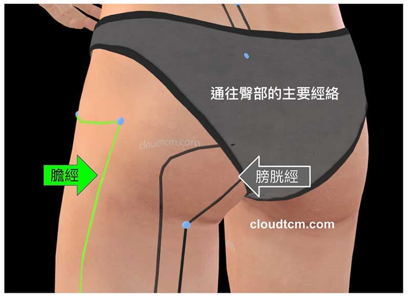 通往臀部的經絡主要是膽經與膀胱經