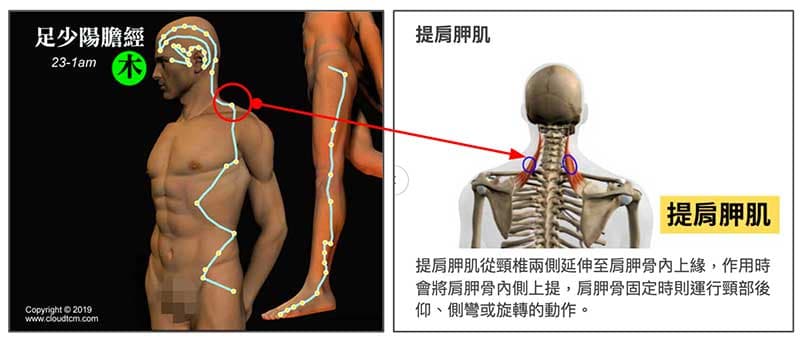 膽經氣血阻塞時，提肩胛肌附近容易沾粘