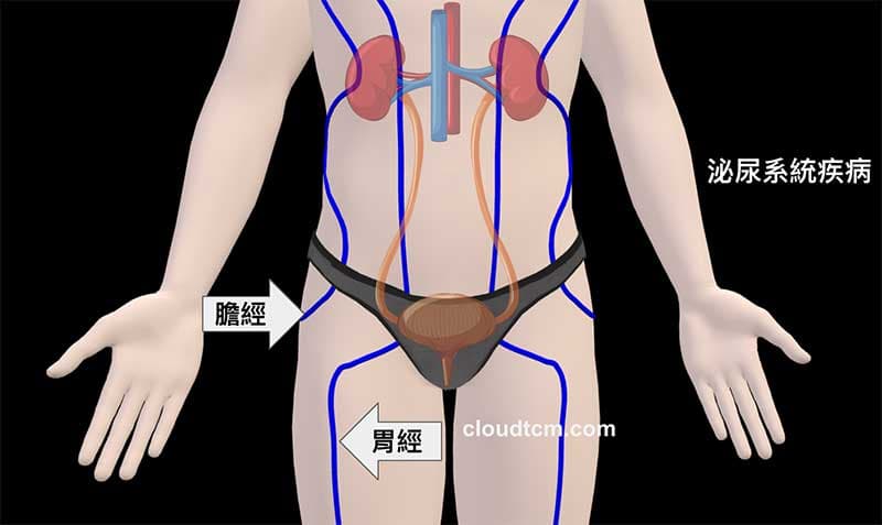 膽胃經虛證與泌尿系統的關係