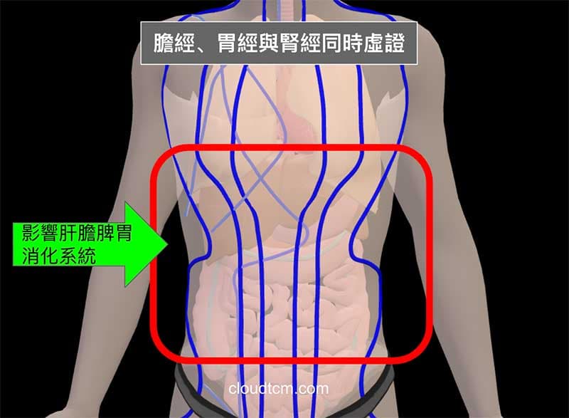 膽經、胃經與腎經虛證影響肝膽脾胃消化系統