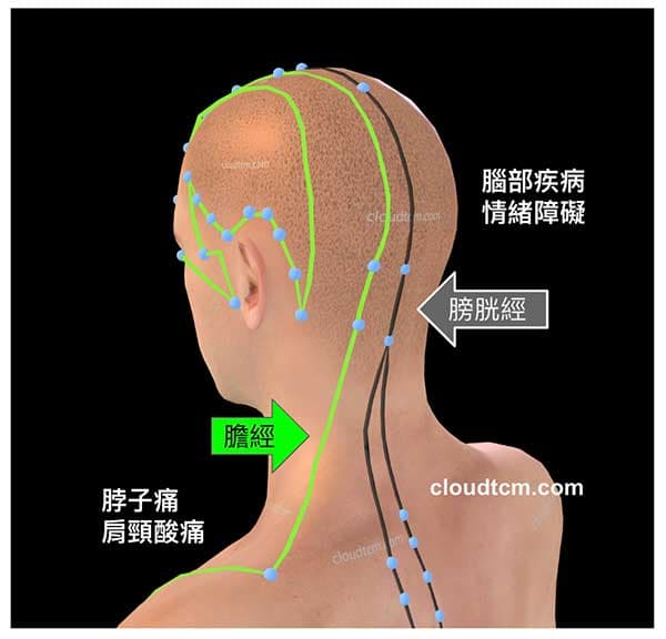 膽經與膀胱經影響腦部與肩頸狀態