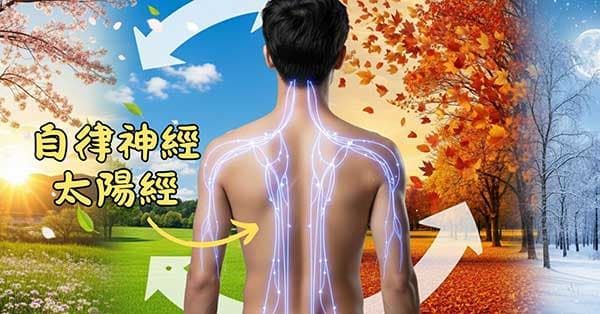 自律神經與太陽經密切相關