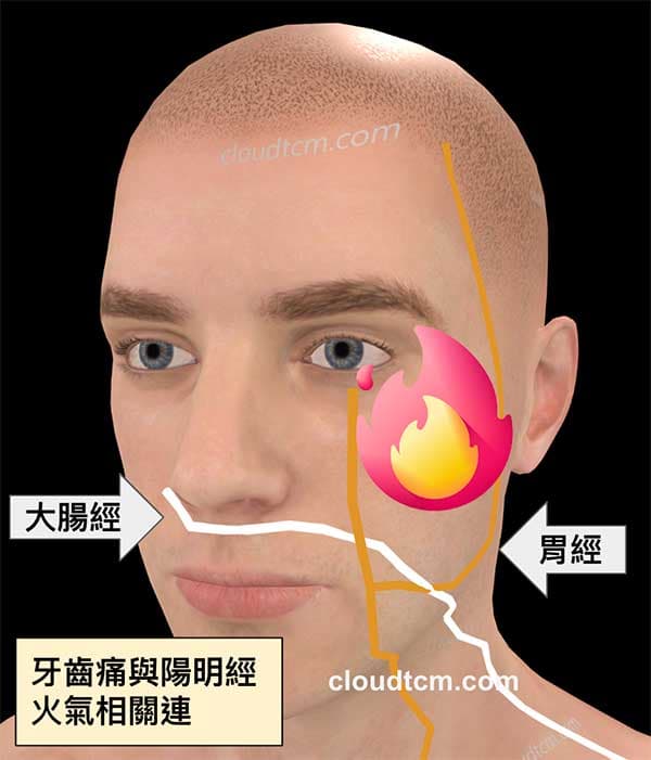 影響牙齒主要經絡是陽明經(大腸經、胃經)
