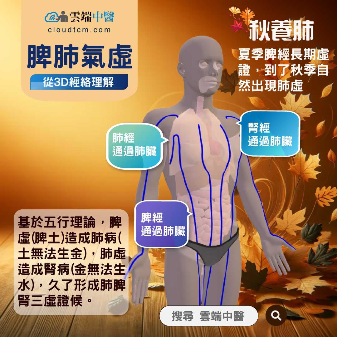 脾肺氣虛經絡圖