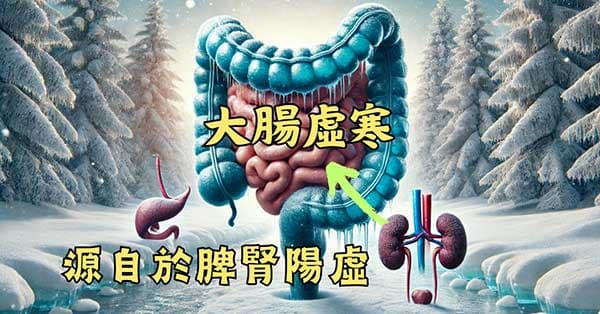 大腸虛寒證,通常源自於「脾腎陽虛」