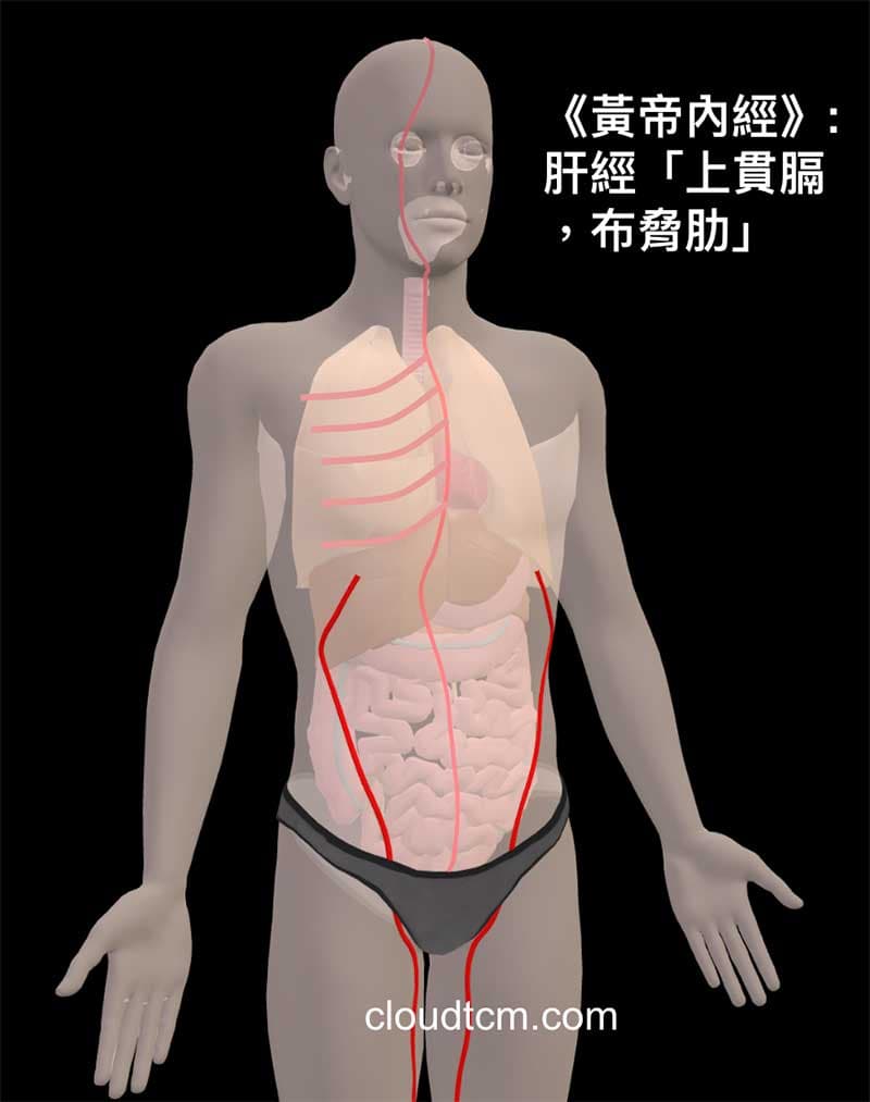 肝經通往肺部與胸部臟器